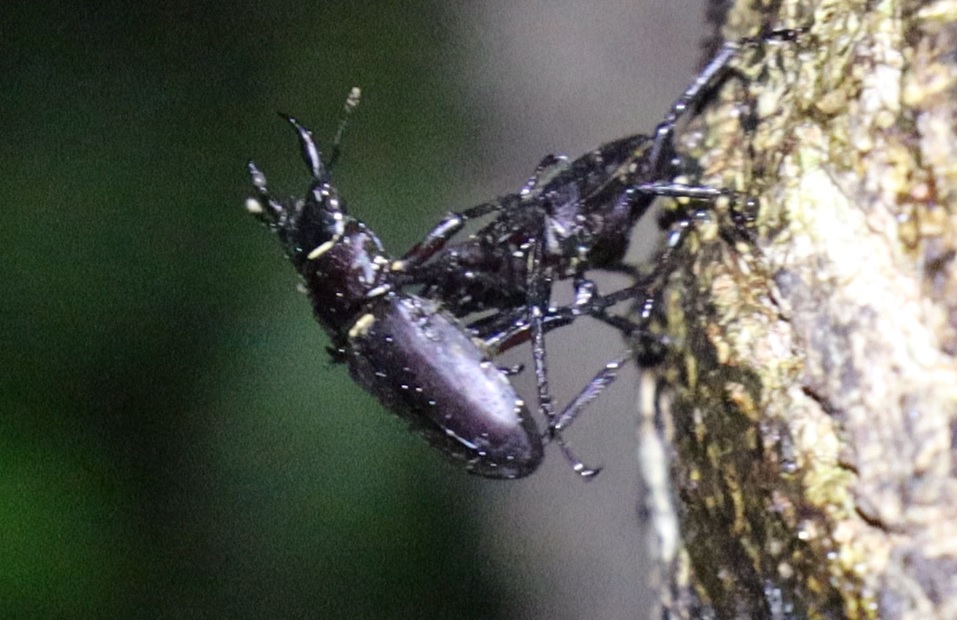 コクワガタ雄同士ｰ雨中の決闘_団地前のクヌギ_2023年5月29日19時40分気温19.4度 雨